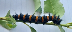 Holocerina smilax