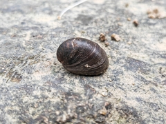 Neripteron violaceum