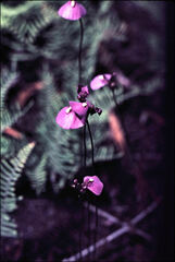 Utricularia dichotoma