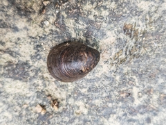 Neripteron violaceum