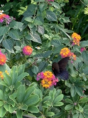 Papilio memnon heronus