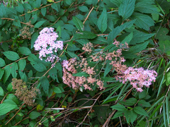 Spiraea formosana