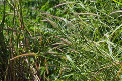 Cenchrus polystachios