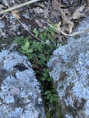 Pleopeltis riograndensis