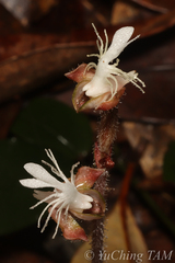 Anoectochilus roxburghii