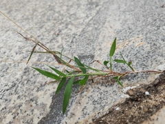 Digitaria radicosa