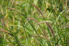 Cenchrus polystachios