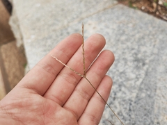 Digitaria radicosa