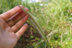 Cenchrus polystachios
