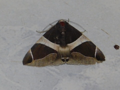 Bastilla crameri