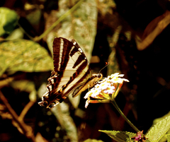 Protographium leosthenes