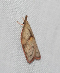 Enchocrates glaucopis