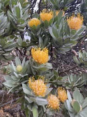 Leucospermum conocarpodendron conocarpodendron
