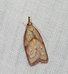 Enchocrates glaucopis
