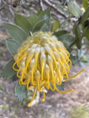 Leucospermum conocarpodendron conocarpodendron