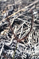Drosera binata