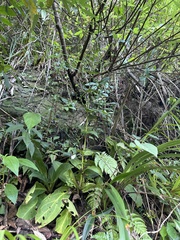 Swertia shintenensis