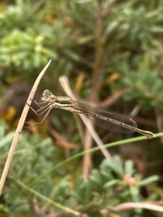 Austrolestes analis