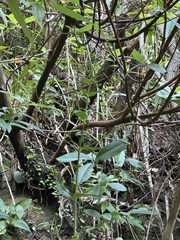 Swertia shintenensis