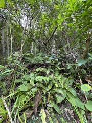 Swertia shintenensis