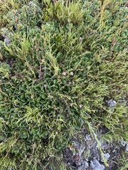 Frankenia pauciflora