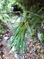 Pinus armandi mastersiana