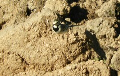 Motacilla alba alba