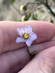 Solanum parishii