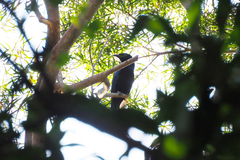 Dicrurus hottentottus