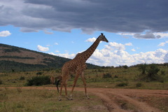 Giraffa camelopardalis tippelskirchi