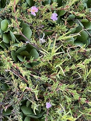 Frankenia pauciflora