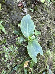 Swertia shintenensis