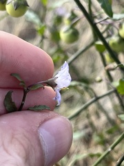 Solanum parishii