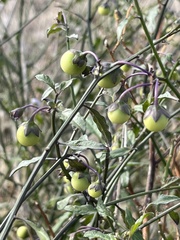 Solanum parishii