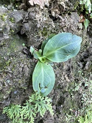 Swertia shintenensis