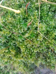 Plagiomnium undulatum