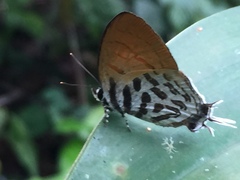 Drupadia ravindra moorei