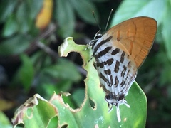 Drupadia ravindra moorei