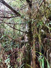 Pinus armandi mastersiana