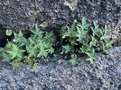 Notholaena standleyi