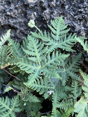 Notholaena standleyi