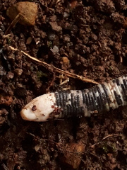 Amphisbaena fuliginosa