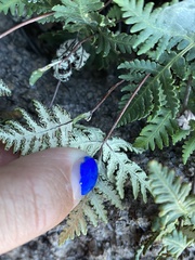 Notholaena standleyi