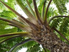 Sphaeropteris intermedia