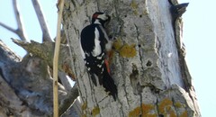 Dendrocopos major hispanus