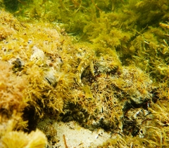 Lepidoblennius marmoratus