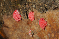 Pomacea canaliculata