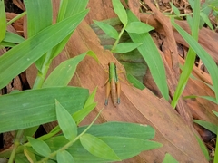 Caryanda spuria