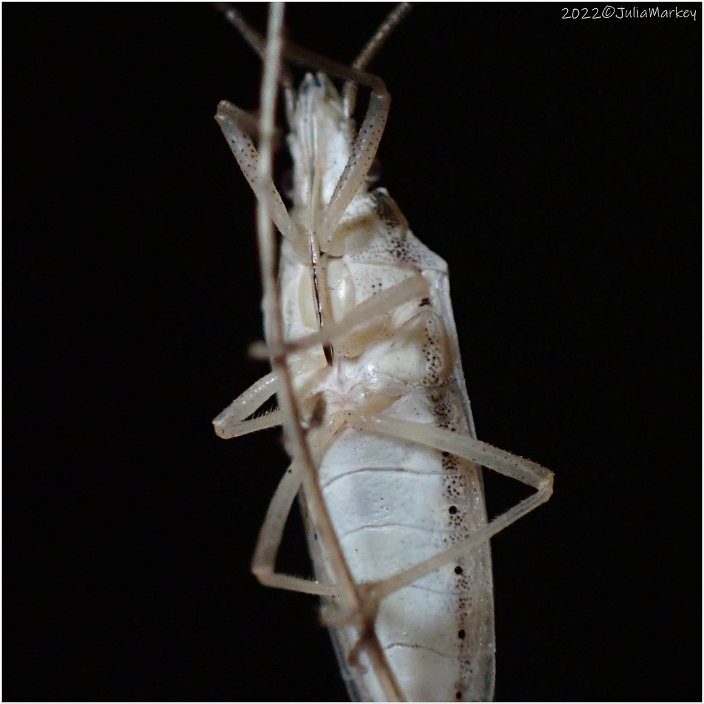 Mecidea major