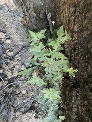 Notholaena standleyi